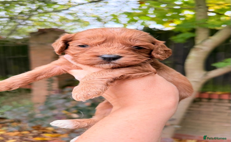 Cavapoo dogs - Advert 10