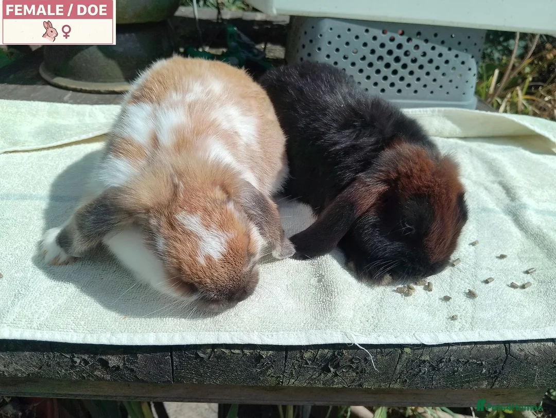 Mini Lop rabbits for sale: Pretty Female & Male Baby Rabbits - Advert 15