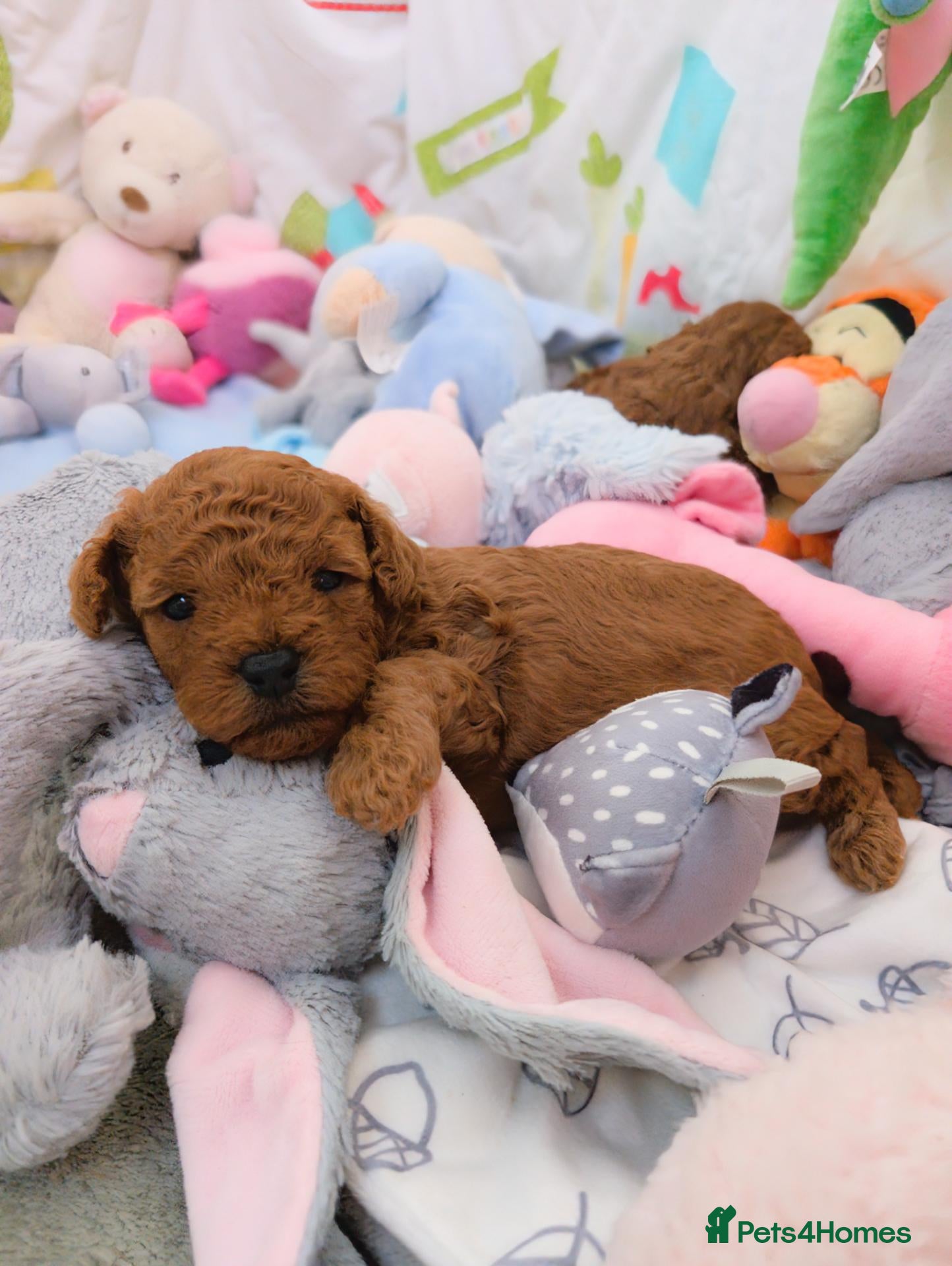 Cavapoo dogs F1B Deep Fox Red Toy DNA Clear Puppies  - Advert 2