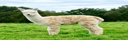 Alpaca livestock for sale: A very special breeding group of 16 alpacas - Advert 13