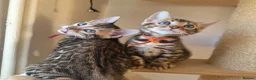 Bengal cats for sale: ⚜️Bengal kittens Tica registered ⚜️ - Advert 8