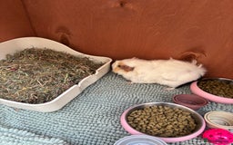 Guinea Pig rodents for sale: 2 guinea pigs to rehome - Image 5