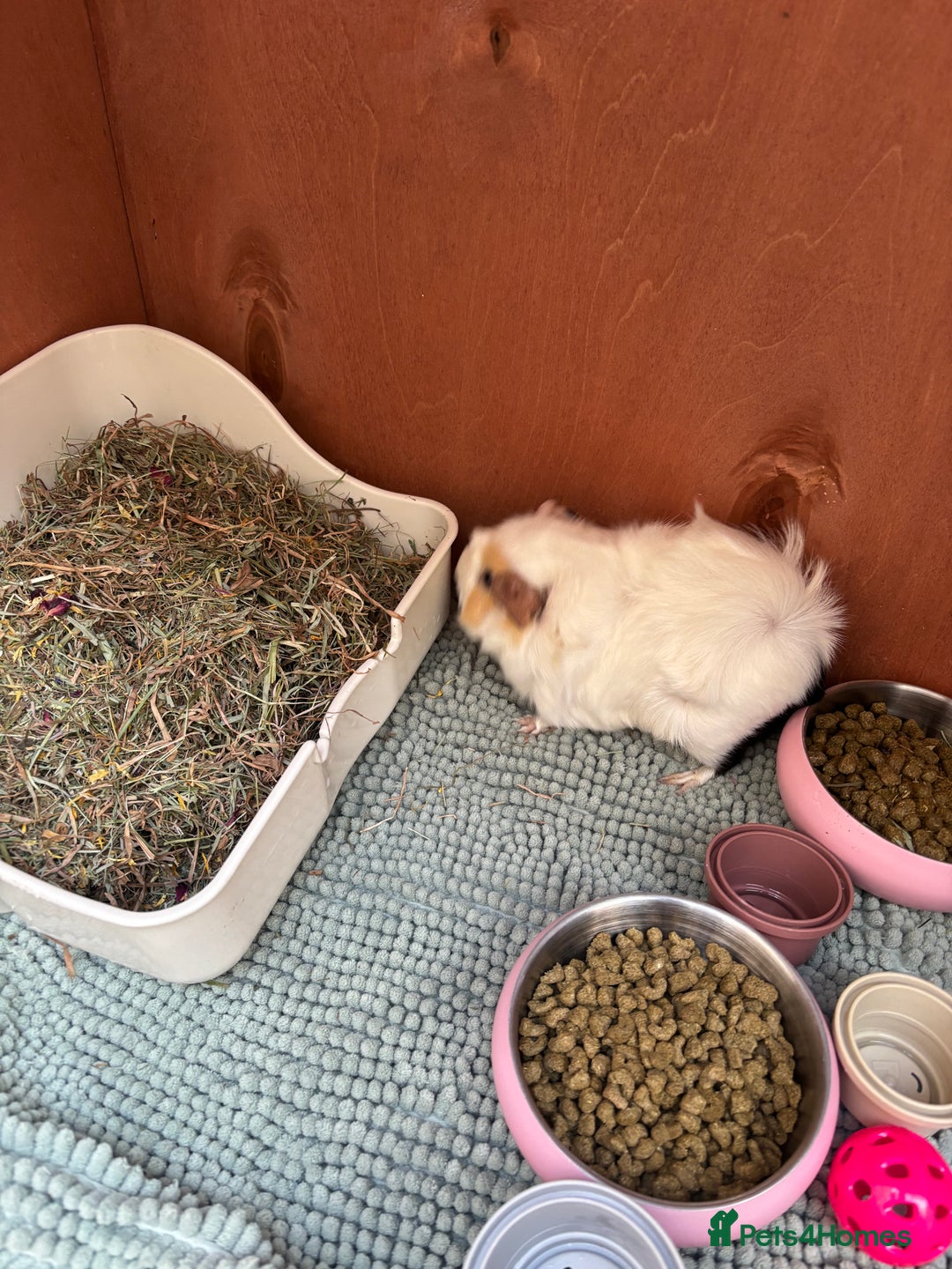 Guinea Pig rodents for sale: 2 guinea pigs to rehome - Image 5