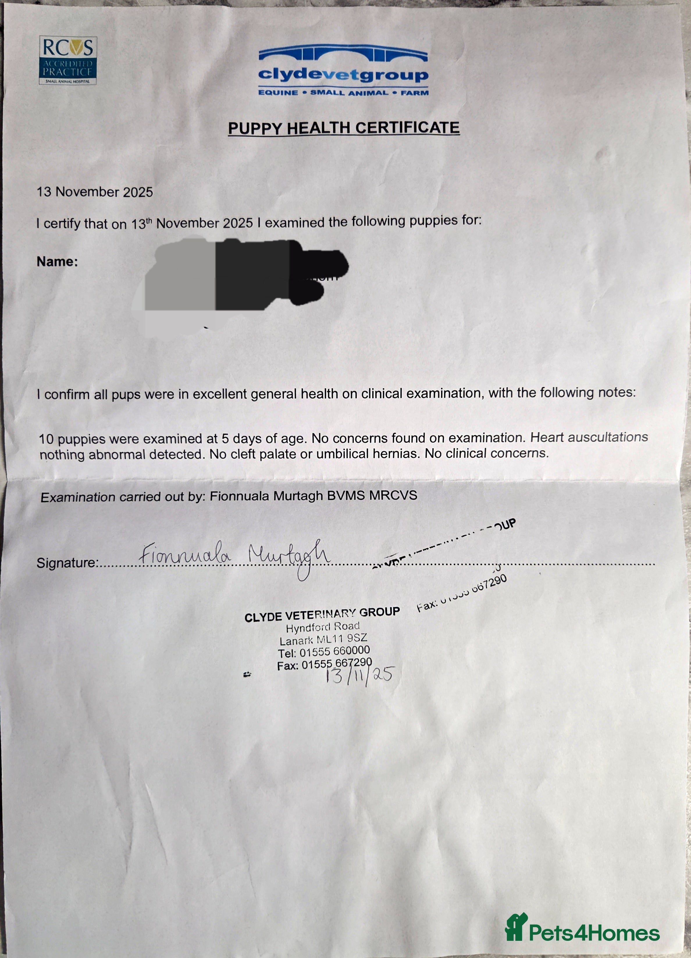 American Bulldog dogs 2 females and 3 boys left ready to leave Monday  - Advert 1