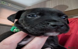 Mixed Breed dogs for sale: Beautiful American bulldog x staffie puppies  - Image 17
