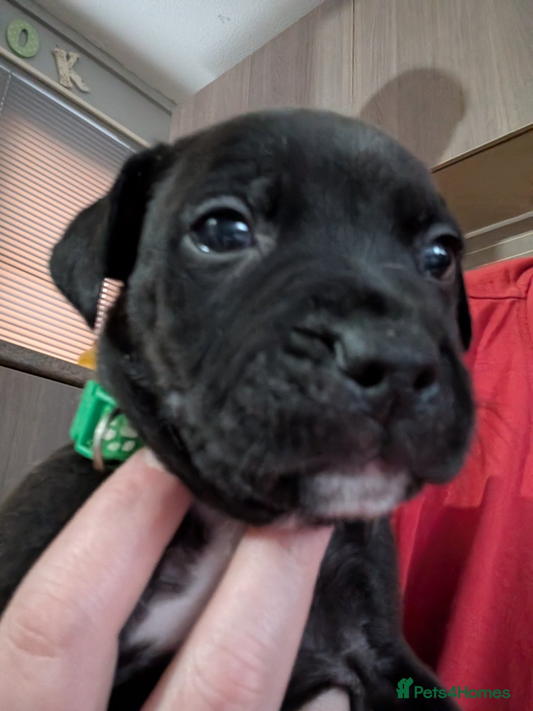 Mixed Breed dogs for sale: Beautiful American bulldog x staffie puppies  - Image 17