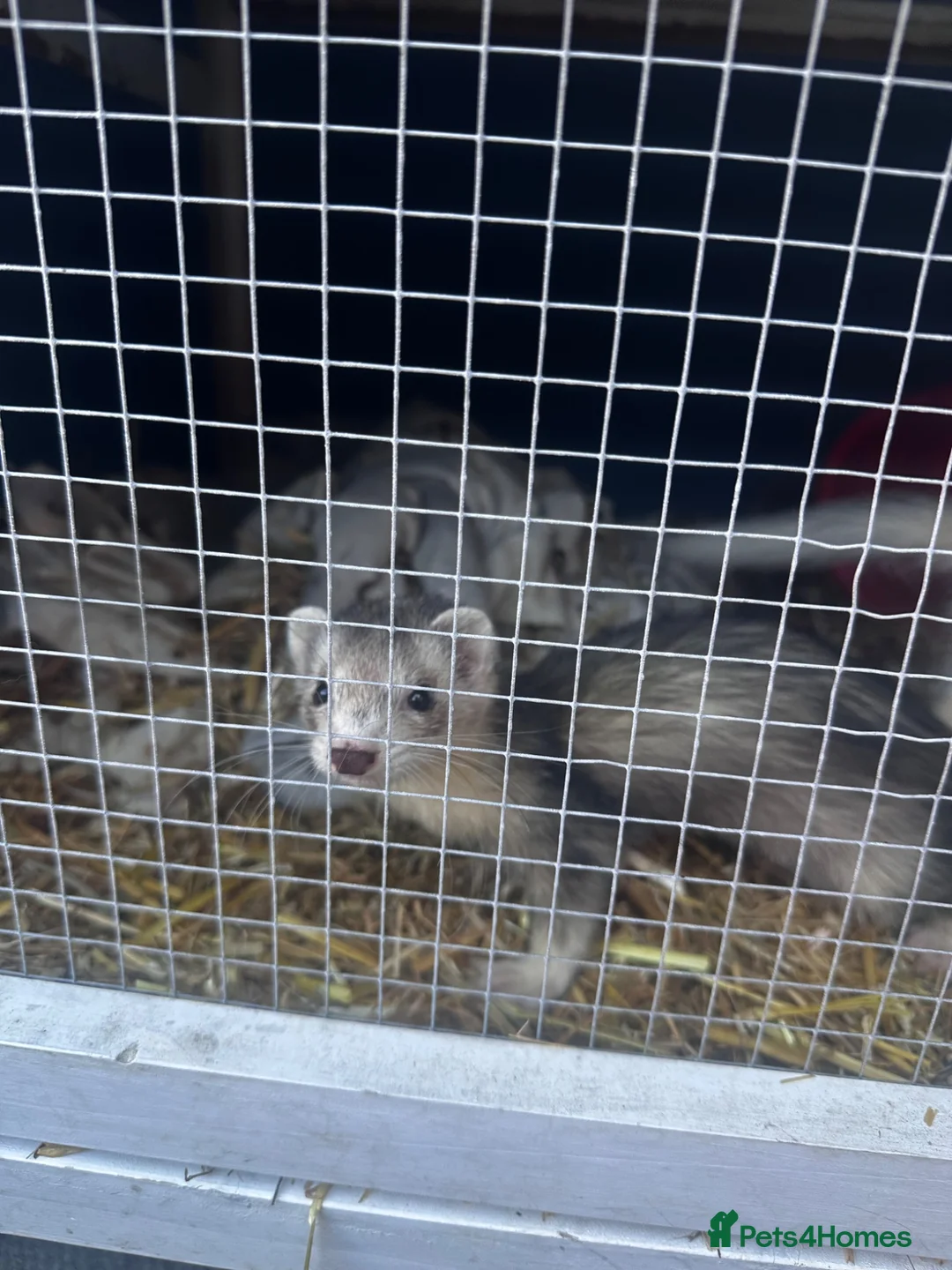 Ferret rodents for sale: Female ferret kit - Advert 5
