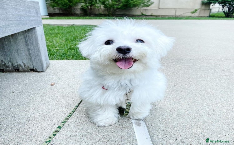 Maltese dogs - Advert 3