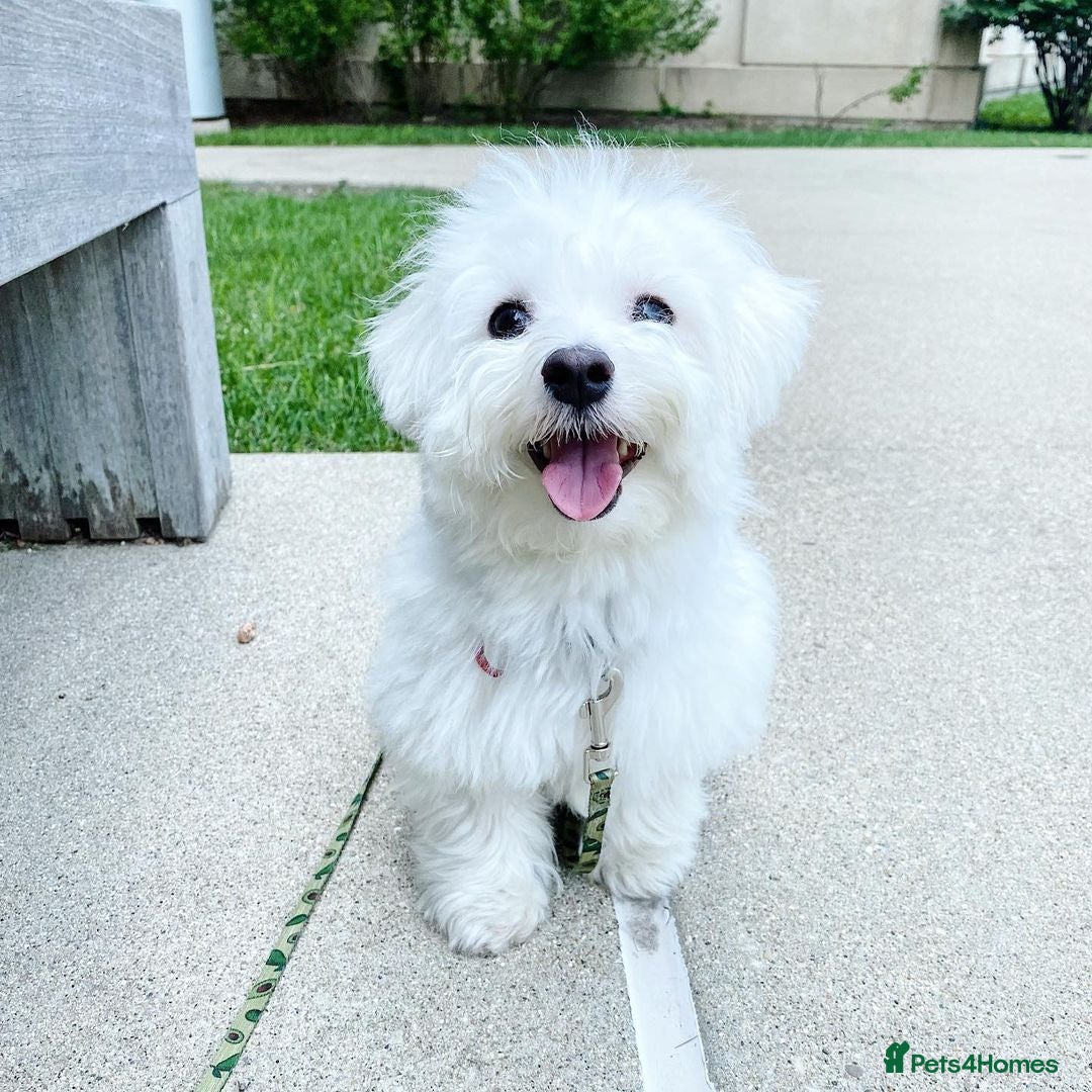 Maltese dogs for sale: Cute Maltese Puppy For Rehome - Image 1