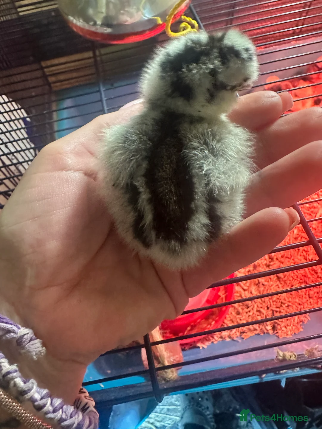 Chickens poultry for sale: Silkie chicks - Advert 9