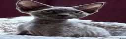 Devon Rex cats for sale: Fantastic pedigree Devon Rex kittens  - Advert 9