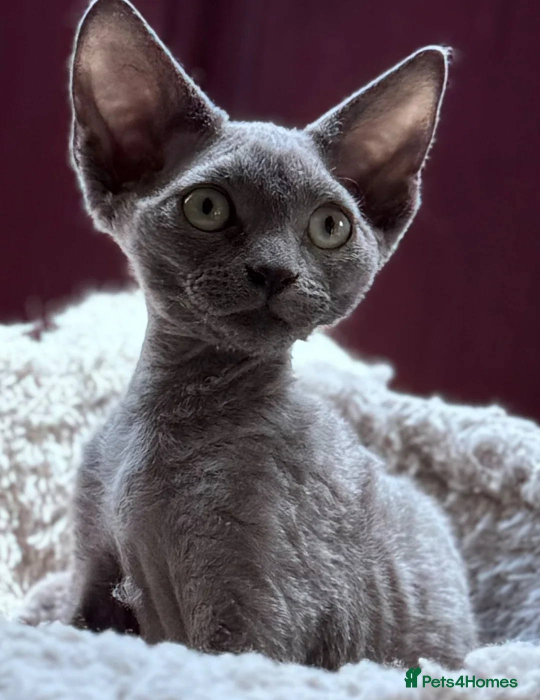 Devon Rex cats for sale: Fantastic pedigree Devon Rex kittens  - Advert 9