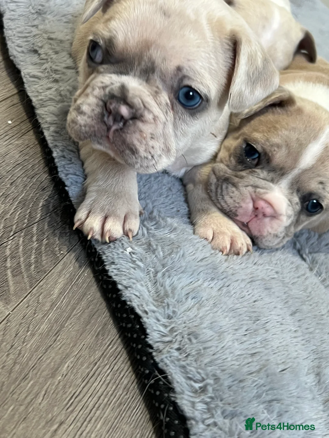 French Bulldog dogs for sale: 1 male French Bulldog Pup left  - Advert 27