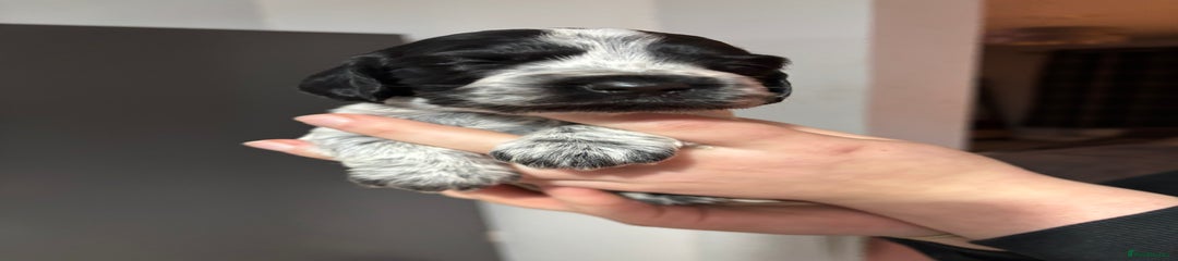 Cocker Spaniel Puppy 3