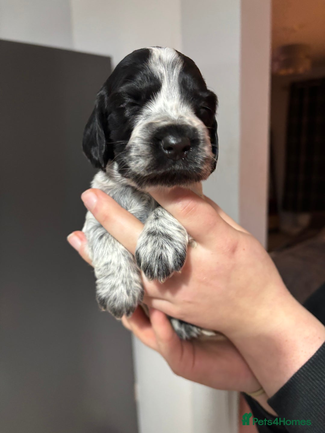 Cocker Spaniel dogs for sale: Show cocker spaniel puppies - Advert 3