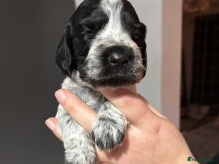 Cocker Spaniel dogs Show cocker spaniel puppies - Advert 10