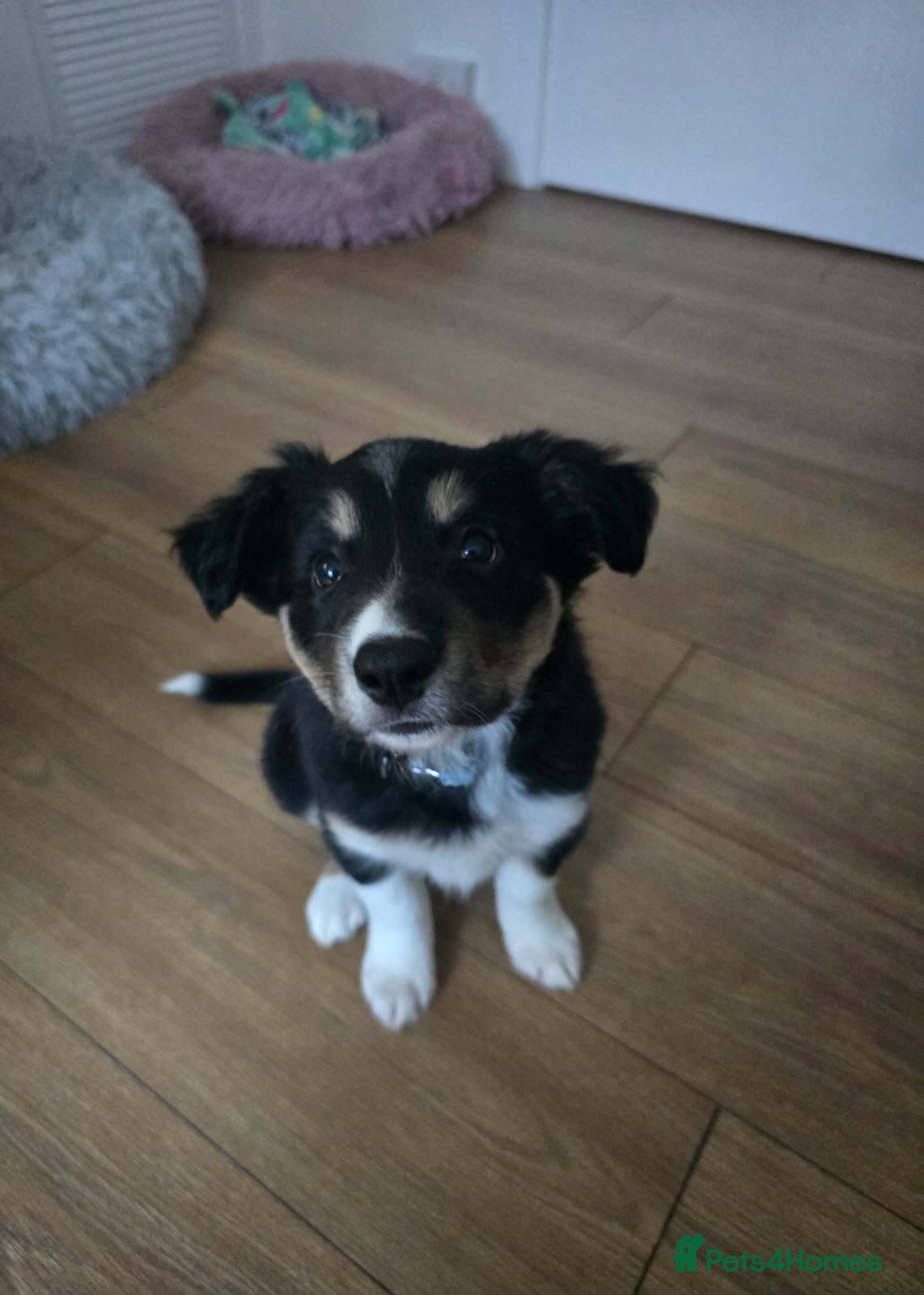 Border Collie dogs Black tri border collie  - Advert 1