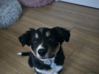 Border Collie dogs Black tri border collie - Advert 1