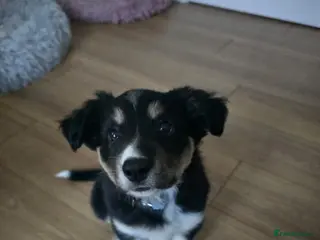 Border Collie dogs Black tri border collie - Advert 11