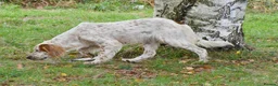 English Setter dogs for adoption: Zur   in Alfreton - Advert 3