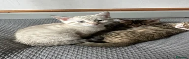 Bengal 2