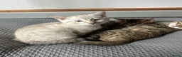 Bengal cats for sale: 2 Beautiful Male Bengal Cross Ragdoll Kittens  - Advert 3