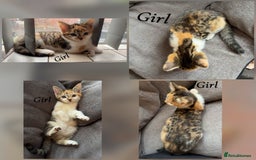 Mixed Breed cats for sale: 9 Beautiful Mixed Kittens - Image 10