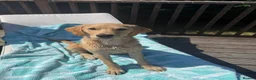 Labrador Retriever dogs for sale: Golden Labrador girl  in Etchingham - Advert 3