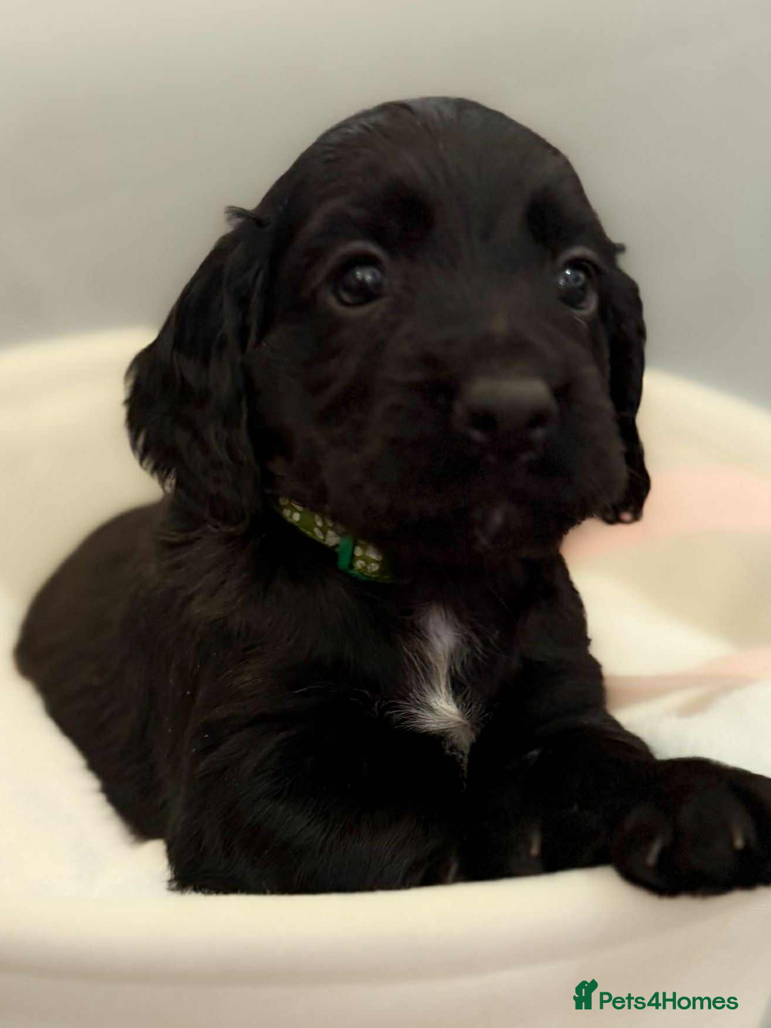 Cocker Spaniel dogs for sale: Cocker spaniel pups KC REG & COUNCIL LICENSED  - Image 14