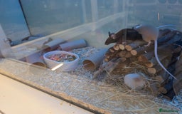 Mouse rodents for sale: Over 50 baby mice all colours available  - Image 8