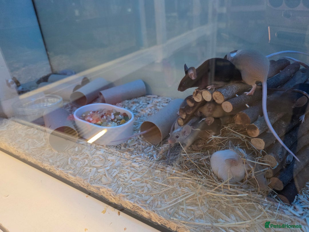 Mouse rodents for sale: Over 50 baby mice all colours available  - Image 8