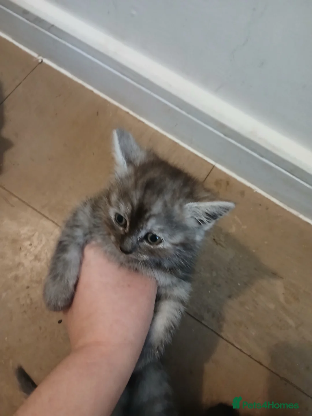 Mixed Breed cats for sale: Kittens for sale  - Advert 3