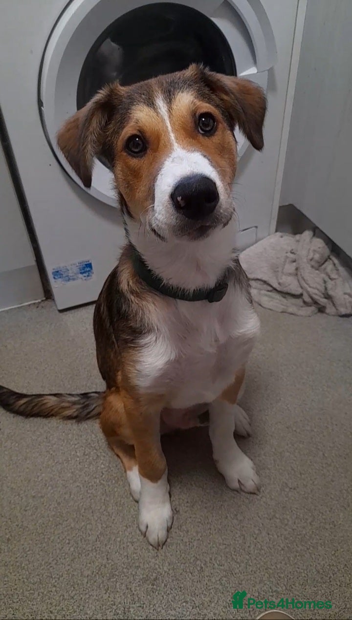 Mixed Breed dogs Ready Now Beautiful Babies - Advert 2