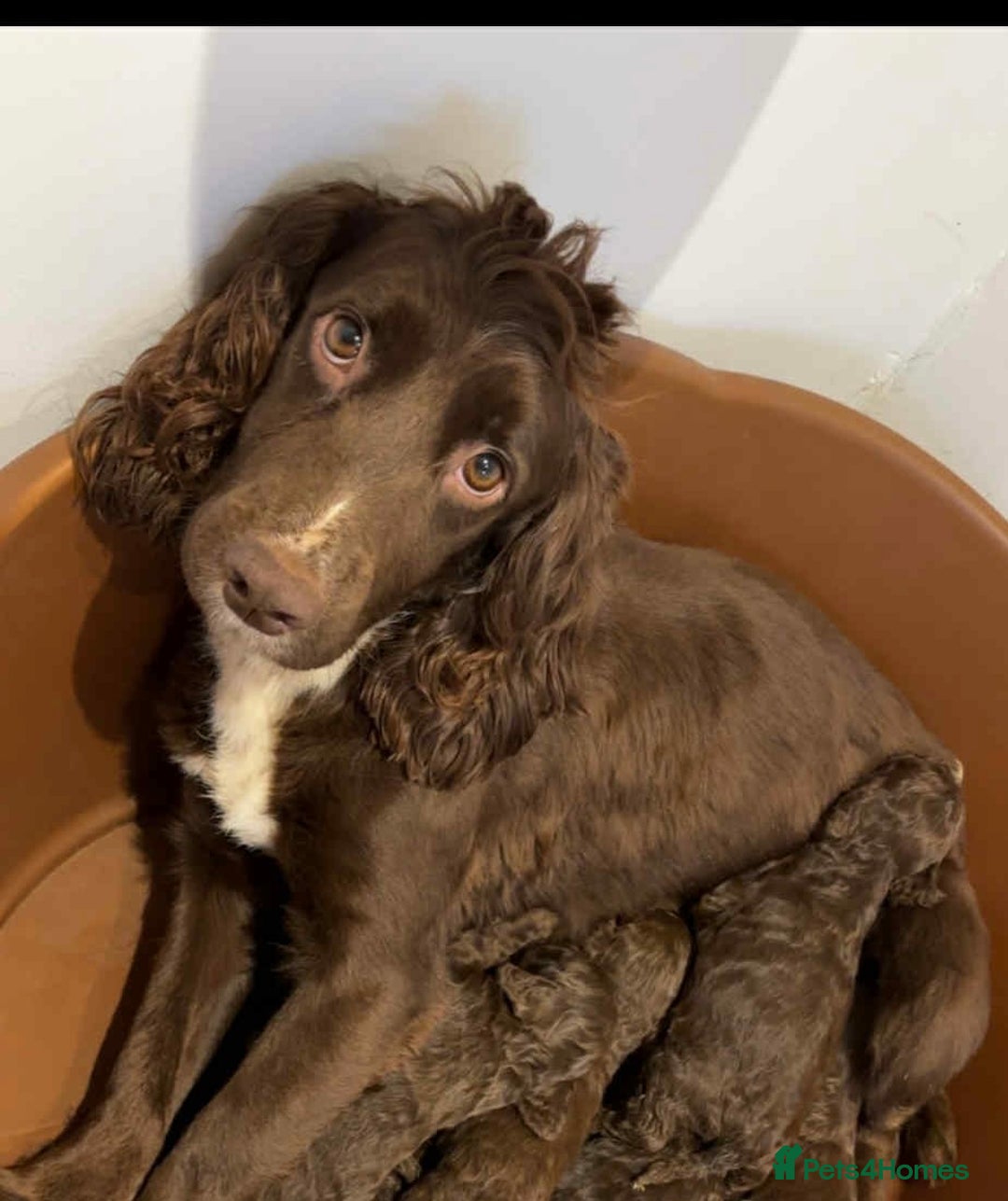 Cockapoo dogs for sale: Cockapo F1b Male  - Advert 5