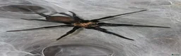 Spiders invertebrates for sale: Females and mature male  in Wolverhampton - Advert 4