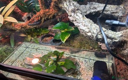 Skink reptiles for sale: Red eye crocodile skink cb with full set up - Image 5