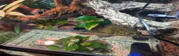 Skink reptiles for sale: Red eye crocodile skink cb with full set up - Advert 5