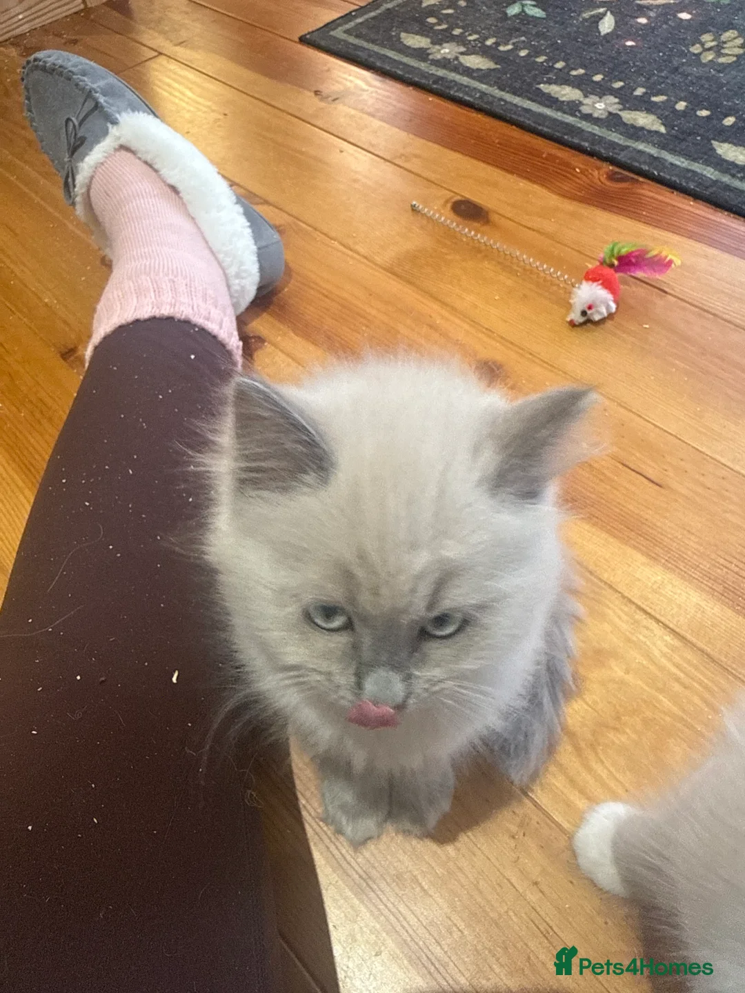 Ragdoll cats for sale: Fully vaccinated, vet checked V cuddly Ragdoll boy - Advert 15