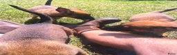 Mixed Breed dogs for sale: Belgian Malinois × German Shepherd Puppies 4 in Radstock - Advert 16