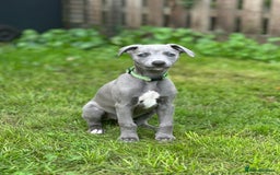 Whippet dogs for sale: READY NOW! STUNNING WHIPPET PUPPYS - Image 6