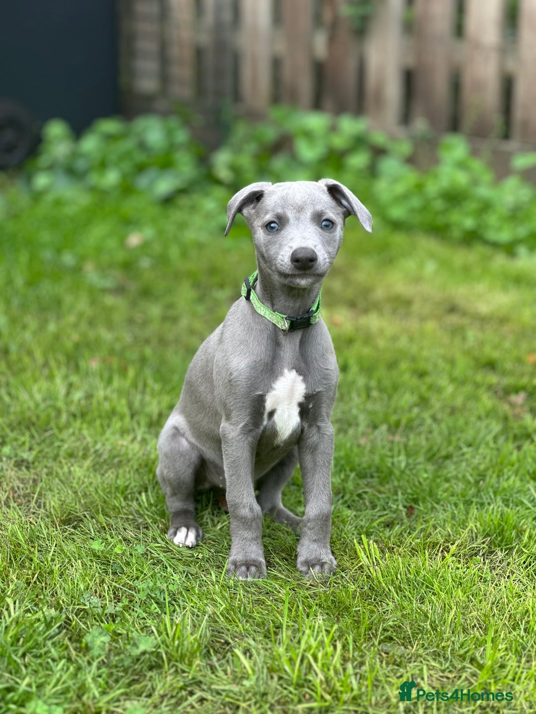 Whippet dogs for sale: READY NOW! STUNNING WHIPPET PUPPYS - Image 6