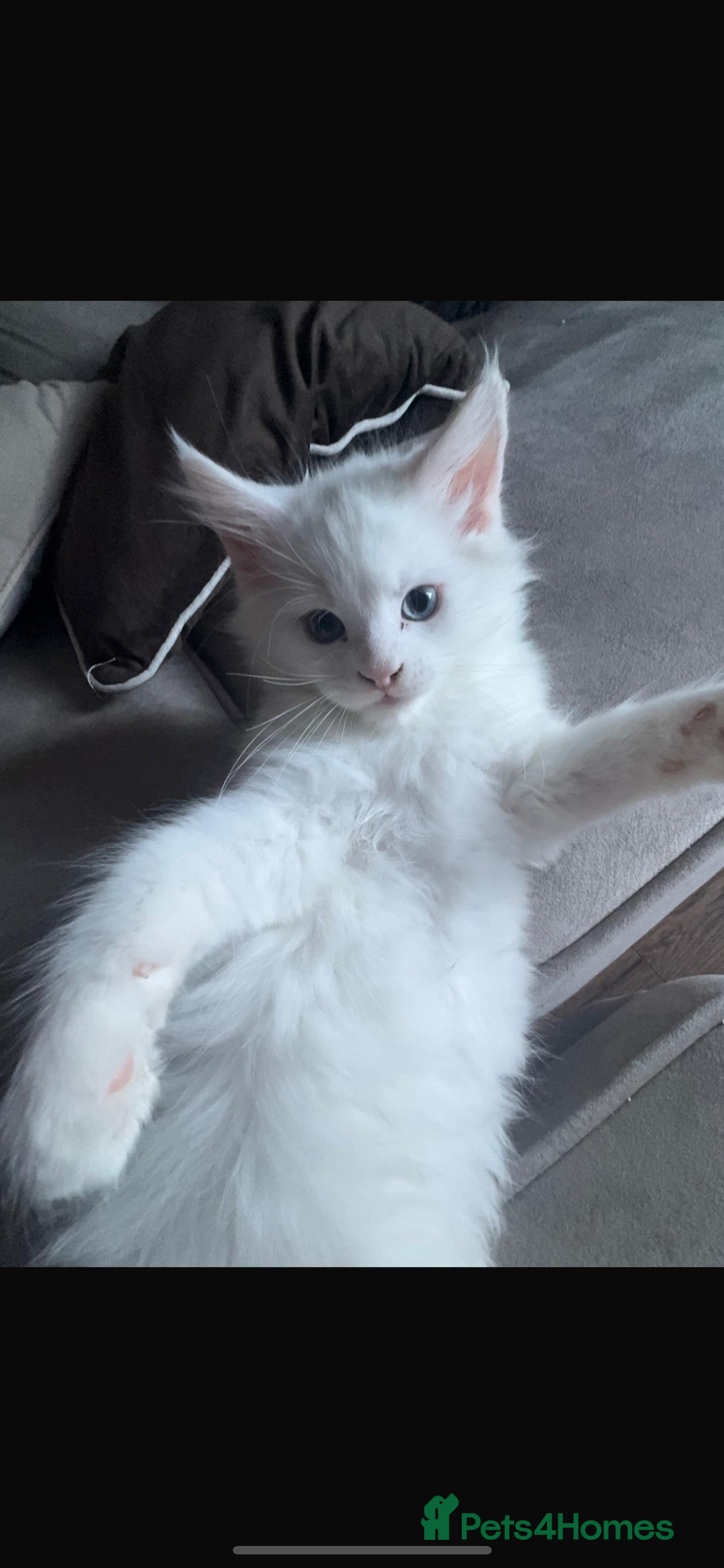 Maine Coon cats for sale: 2 odd eye male Mainecoon and 1 female smoke kitten - Advert 3