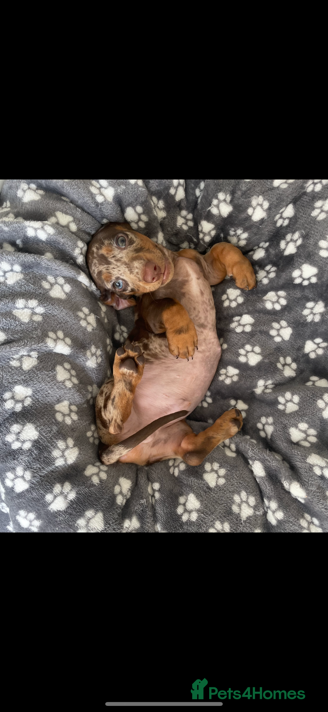 Miniature Dachshund dogs for sale: Miniature dachshund  - Image 2