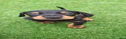 Dobermann dogs for sale: Doberman puppies  - Advert 4