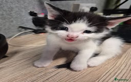 Mixed Breed cats for sale: Friendly kitten - Advert 9