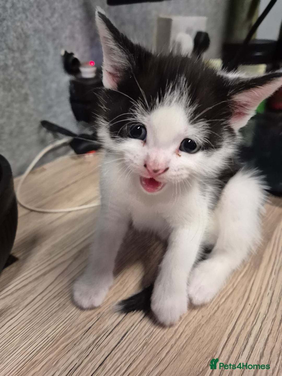 Mixed Breed cats for sale: Friendly kitten - Advert 9