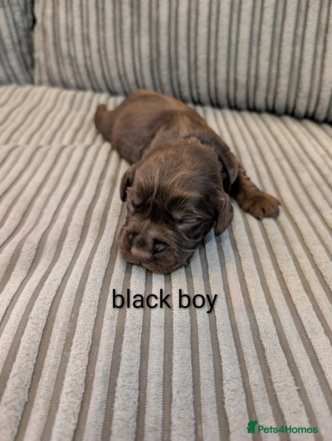 Cocker Spaniel dogs for sale: Working cocker spaniel puppies  - Advert 6