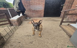 Belgian Shepherd Dog dogs for sale: Belgian Shepherd puppies - Advert 19