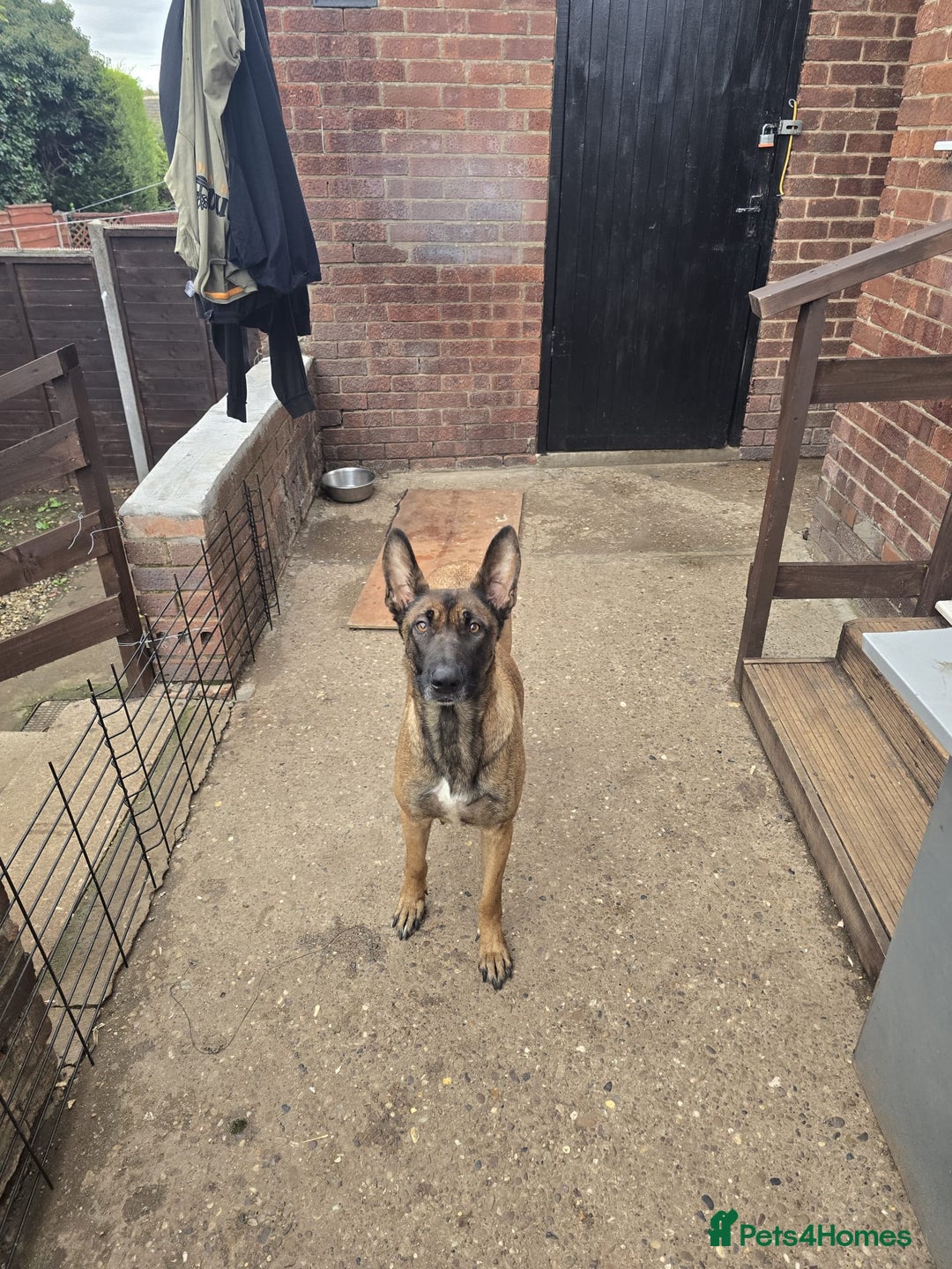 Belgian Shepherd Dog dogs for sale: Belgian Shepherd puppies - Advert 19