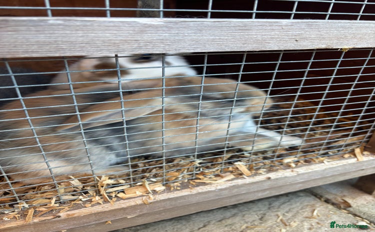 French Lop rabbits - Advert 1